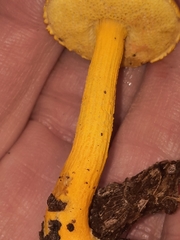 Aureoboletus auriflammeus