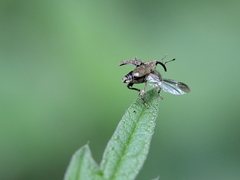 Parethelcus pollinarius