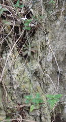 Justicia tubulosa late-ovata