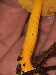 Aureoboletus auriflammeus