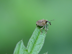 Parethelcus pollinarius