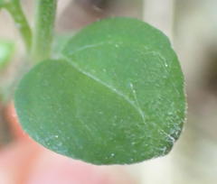 Justicia tubulosa late-ovata