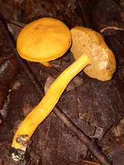 Aureoboletus auriflammeus