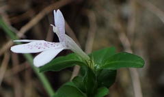 Justicia tubulosa late-ovata