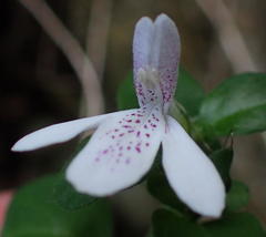 Justicia tubulosa late-ovata