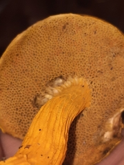 Aureoboletus auriflammeus