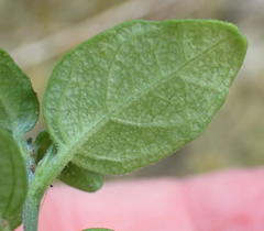 Justicia tubulosa late-ovata