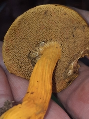 Aureoboletus auriflammeus