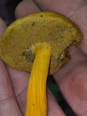 Aureoboletus auriflammeus