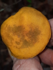 Aureoboletus auriflammeus