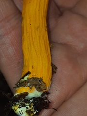 Aureoboletus auriflammeus