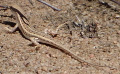 Trachylepis acutilabris