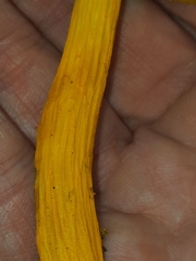 Aureoboletus auriflammeus