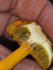 Aureoboletus auriflammeus