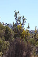 Leucadendron procerum
