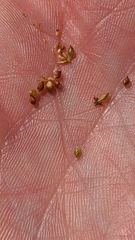 Rhynchospora plumosa