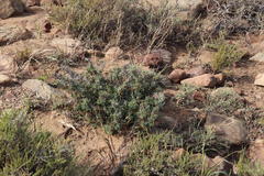 Indigofera sessiliflora