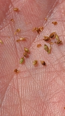 Rhynchospora plumosa