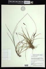 Carex atratiformis