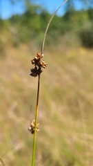 Rhynchospora plumosa