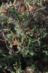 Indigofera sessiliflora