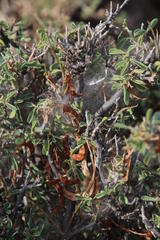 Indigofera sessiliflora