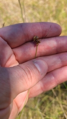 Rhynchospora plumosa