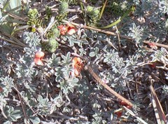 Indigofera sp12