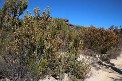 Leucadendron procerum