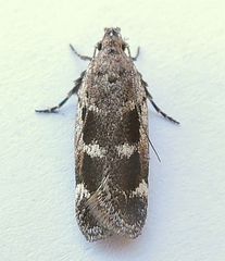 Filatima obidenna