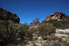 Leucadendron procerum