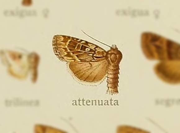 Araea attenuata