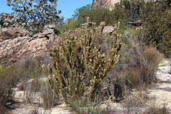 Leucadendron procerum