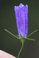 Campanula martinii