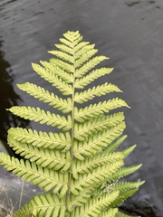 Dryopteris filix-mas