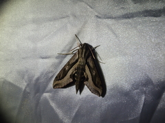 Hippotion velox