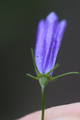 Campanula martinii