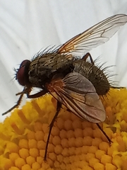 Calyptratae