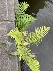 Dryopteris filix-mas