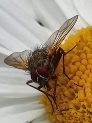 Calyptratae