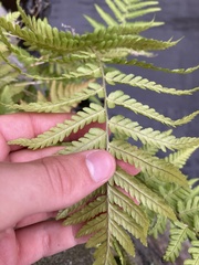 Dryopteris filix-mas