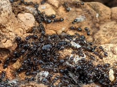 Crematogaster auberti