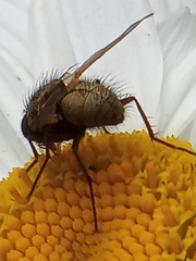 Calyptratae