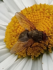 Calyptratae