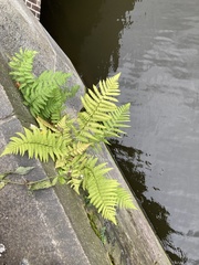 Dryopteris filix-mas