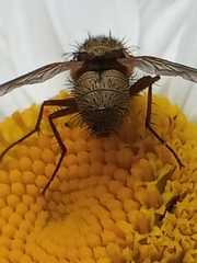 Calyptratae