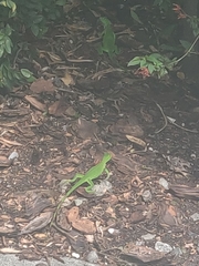 Iguana iguana