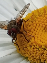 Calyptratae