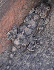 Agama anchietae
