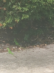 Iguana iguana
